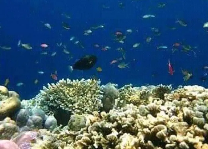 Mini-hôtel Taman Menjangan By Snorkelingmenjangan